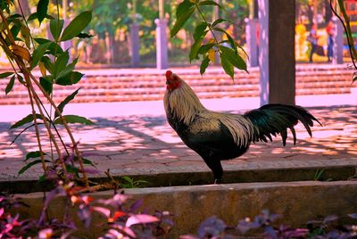 Close-up of rooster