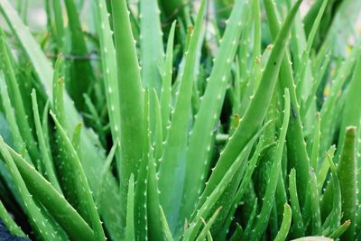 Full frame shot of wet plants in field