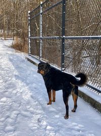 Dog on snow