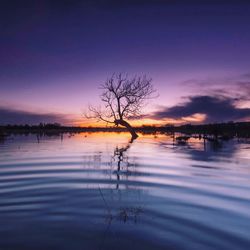 Silhouette bare tree by lake against sky at sunset