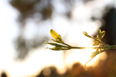 Close-up of yellow flowering plant