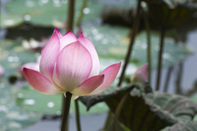 Close-up of pink water lily in lake