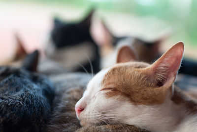 Close-up of cat resting