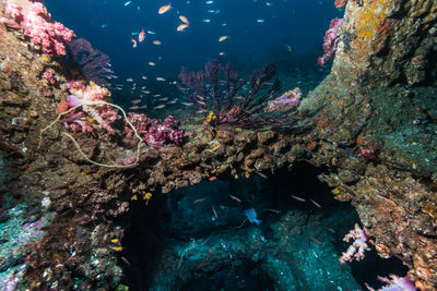 View of fish swimming in sea