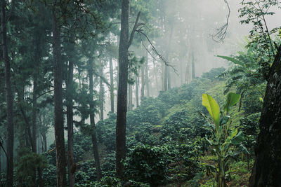 Trees in forest during rainy season