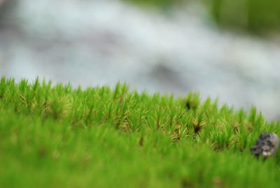 Surface level of grass on field