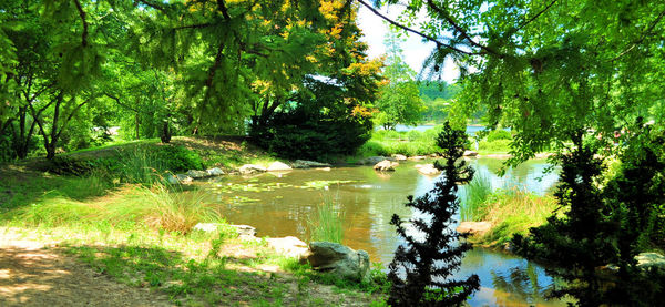 Scenic view of lake in forest