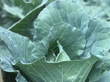 Close-up of green leaves on plant