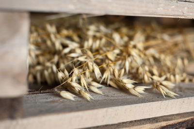 Close-up of corn on wood