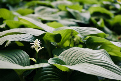 Close-up of green leaves on plant