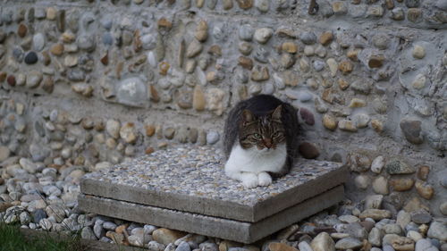 Cat sitting on stone wall