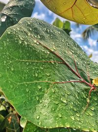 Close-up of raindrops on leaves