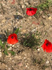 High angle view of red poppy on field