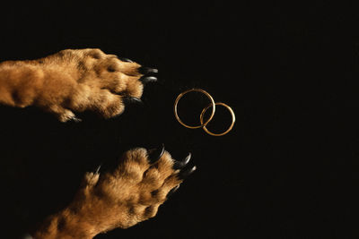 View of a cat over black background