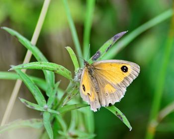 Close-up of butterfly pollinating flower