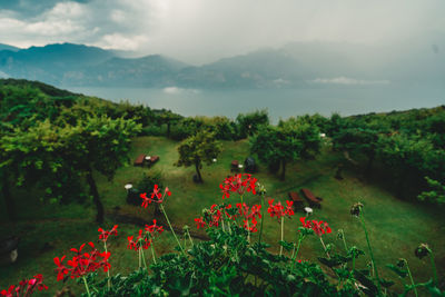 Scenic view of red flowering plants on land against sky