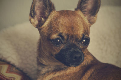 Portrait of dog at home