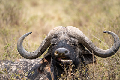 African buffalo