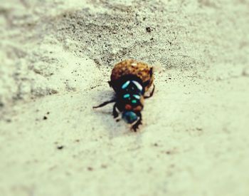 Close-up of insect on sand