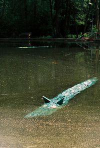 High angle view of fish swimming in lake