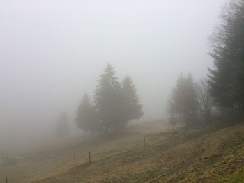 Trees on field against sky during winter