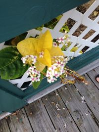 High angle view of flowering plant on table