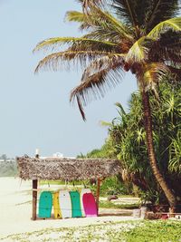 Palm tree on beach against clear sky