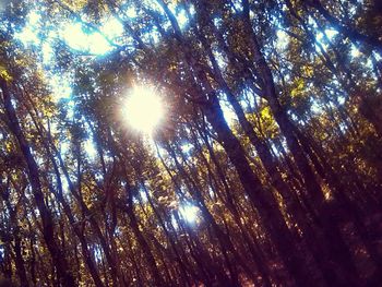 Low angle view of trees