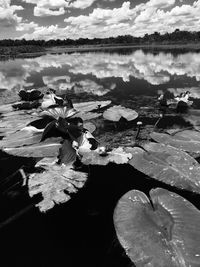 Reflection of trees in water