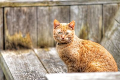 Portrait of cat sitting on wood