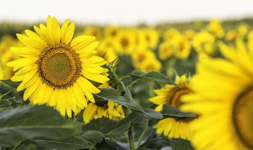 Close-up of sunflower blooming on field against sky