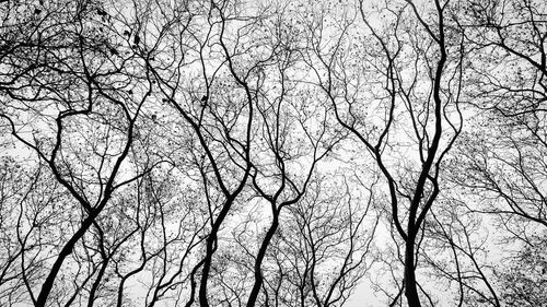 Low angle view of bare trees against clear sky