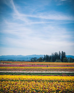 Flowers blooming against sky