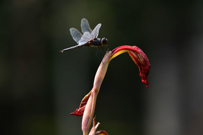 Close-up of butterfly pollinating on red flower