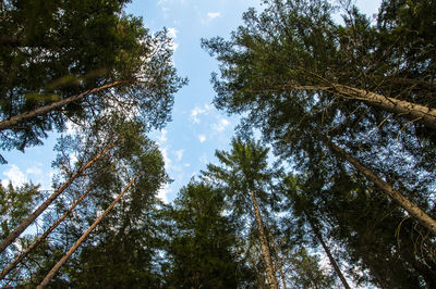 Low angle view of trees against sky