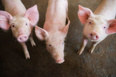 Portrait of piglets standing on ground