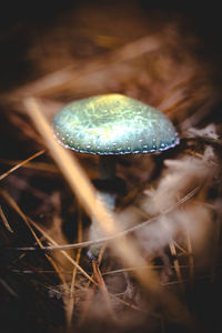 Close-up of mushroom growing on field