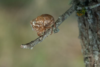 Close-up of leaf on tree