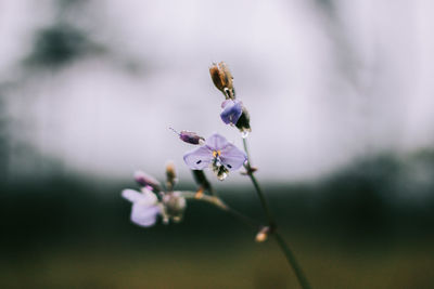 Close-up of purple flowering plant