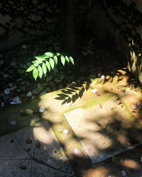 High angle view of leaf floating on water