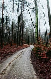 Road amidst trees in forest