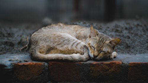 Close-up of a sleeping cat