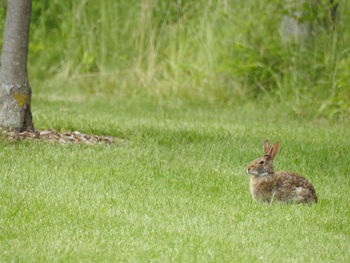 View of cottontail rabbit sitting on field