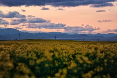 Scenic view of field against sky during sunset