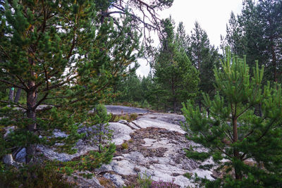 River amidst trees in forest against sky