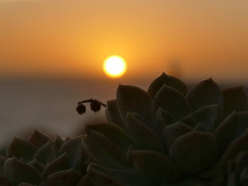 Close-up of orange flower against sky during sunset