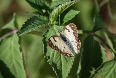 Close-up of butterfly on leaf