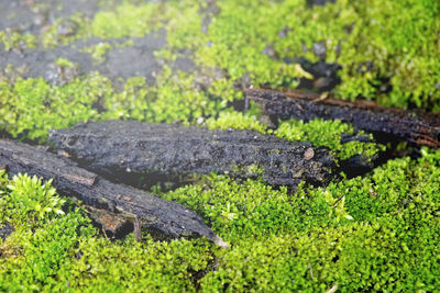 High angle view of moss growing on field