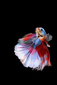 Close-up of multi colored bird against black background