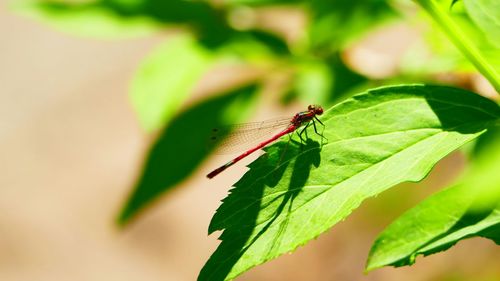 Close-up of insect on plant